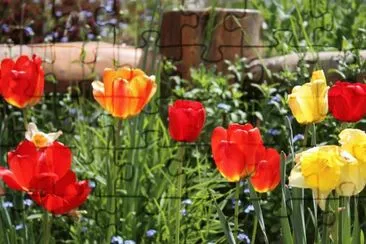 Tulipanes en el jardÃ­n