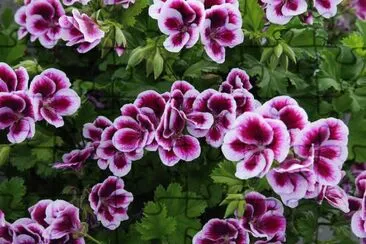 Gardenaw jigsaw puzzle