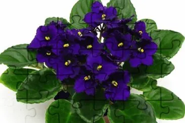 Antarium jigsaw puzzle