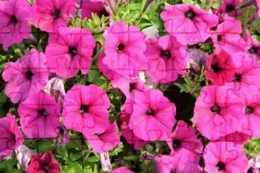 Petunia jigsaw puzzle
