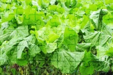Couve jigsaw puzzle