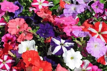 Flowers jigsaw puzzle