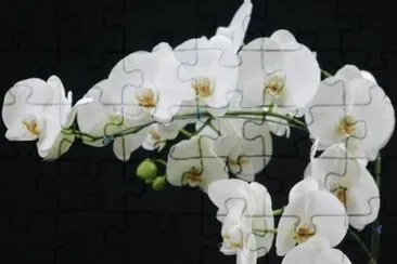 Orquidea