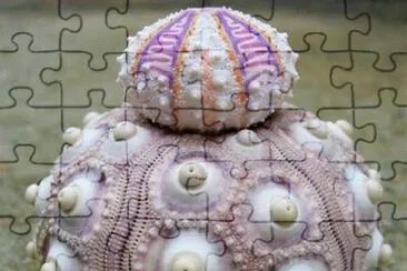 natural jigsaw puzzle