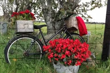 flores