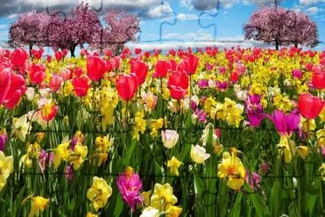 primavera 3d