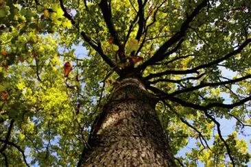 natureza