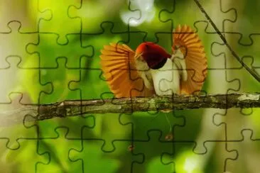 natural jigsaw puzzle