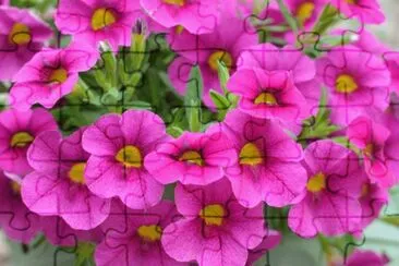 flores jigsaw puzzle