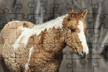 natural jigsaw puzzle