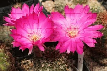 פאזל של flores