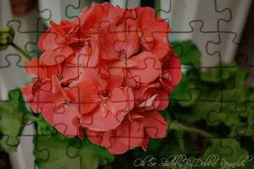 flores