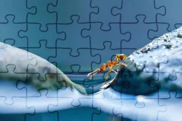 arte jigsaw puzzle