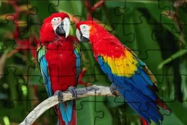 parrot