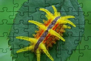 natureza jigsaw puzzle