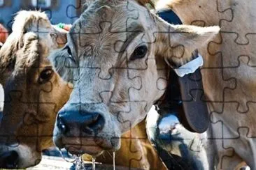 natural jigsaw puzzle