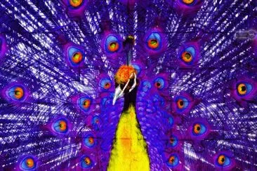 פאזל של pavo realis