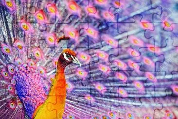 pavo reilis jigsaw puzzle