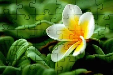 flores jigsaw puzzle