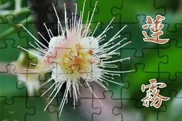 è“®éœ§èŠ±