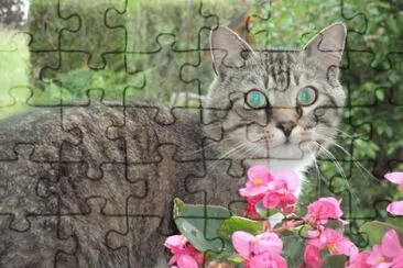 chat aux yeux verts