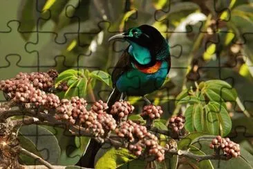 natural jigsaw puzzle