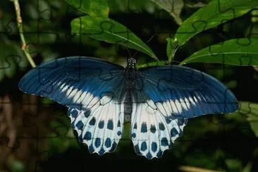 Papilionidae jigsaw puzzle