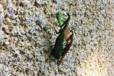 Mantes religieuses