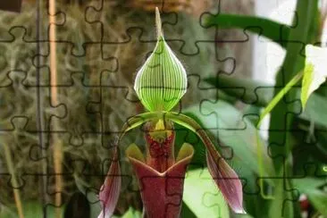 flores jigsaw puzzle
