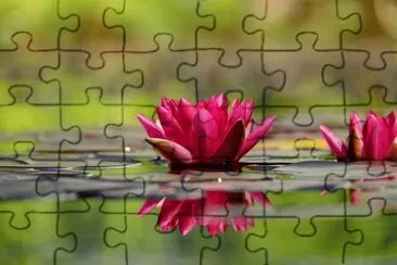 Aqualotus jigsaw puzzle