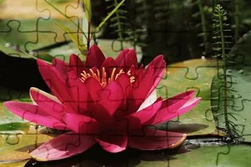 Vermecholotus jigsaw puzzle