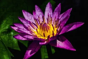 Rocholinlotus jigsaw puzzle