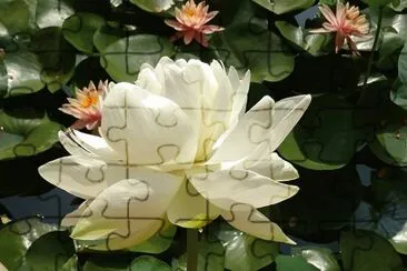 Lotusbranco jigsaw puzzle