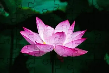 Lotuslilas jigsaw puzzle