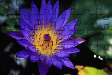 Lotuslazuli jigsaw puzzle