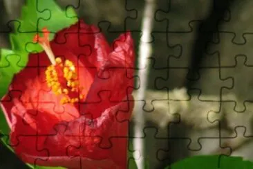 פאזל של flores