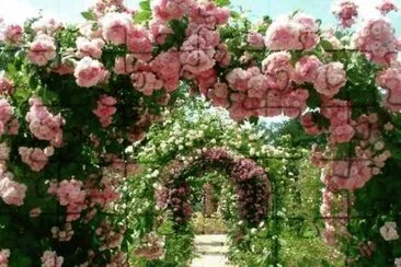 rose trellis