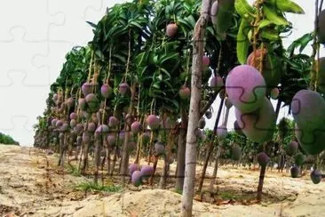 frutas jigsaw puzzle