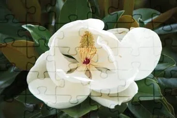 פאזל של flores