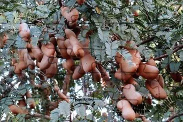 natural jigsaw puzzle