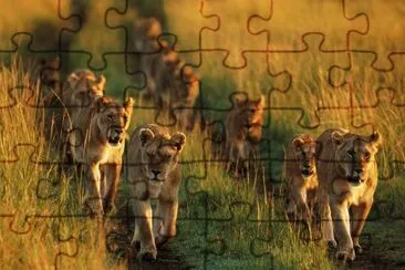 natureza jigsaw puzzle