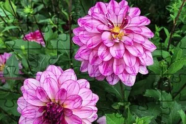 flores jigsaw puzzle