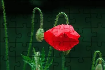 flores jigsaw puzzle