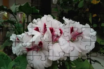 flores jigsaw puzzle