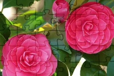 flores jigsaw puzzle