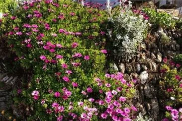 flores jigsaw puzzle