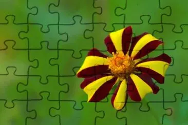 flores jigsaw puzzle