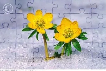 flores jigsaw puzzle