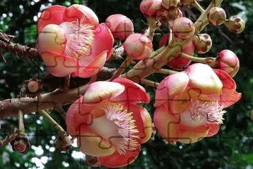 flores jigsaw puzzle