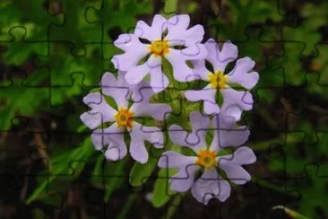 flores jigsaw puzzle